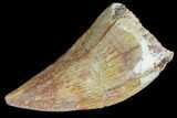 Bargain, Juvenile Carcharodontosaurus Tooth #84368-1